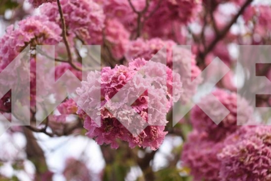 Beautiful Blossom 22 Small