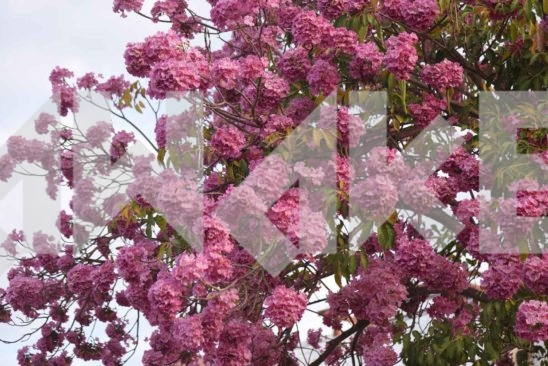 Beautiful Blossom 24 Small
