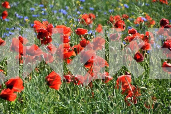 Field Flowers 33