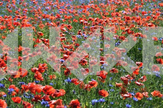 Field Flowers 34