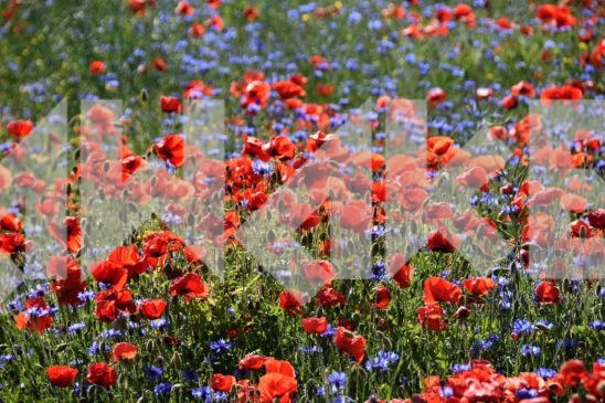Field Flowers 37