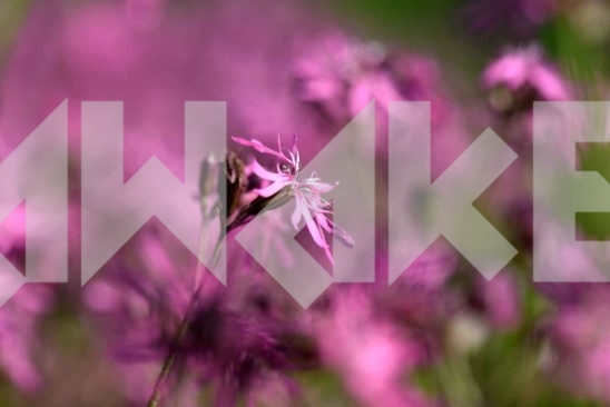 Field Flowers 39
