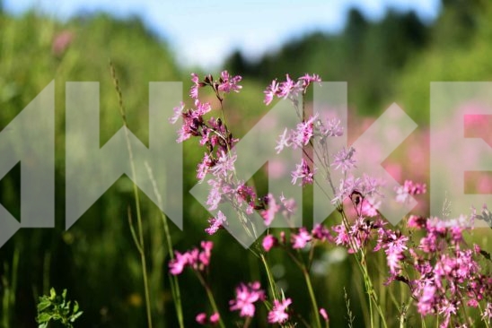 Field Flowers 40