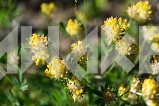 Field Flowers 41