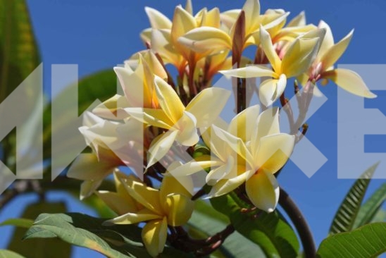 Beautiful Blossom 24 Small