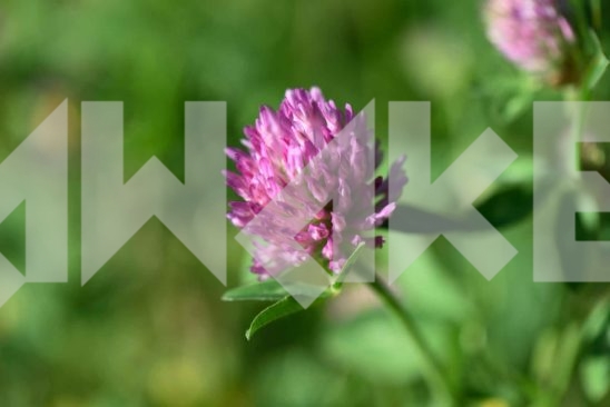 Field Flowers 42
