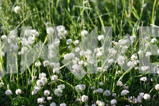Field Flowers 44