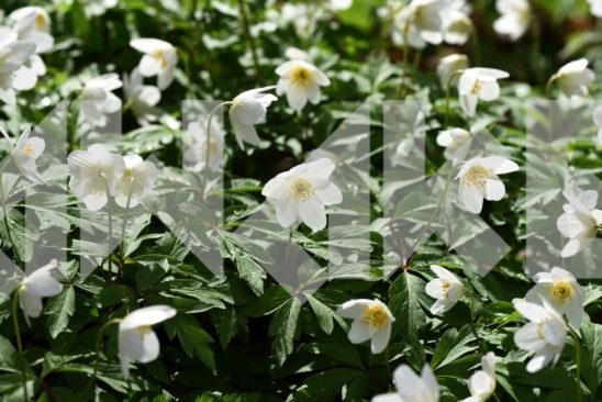 Field Flowers 45