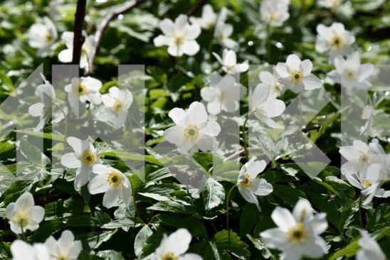 Field Flowers 47