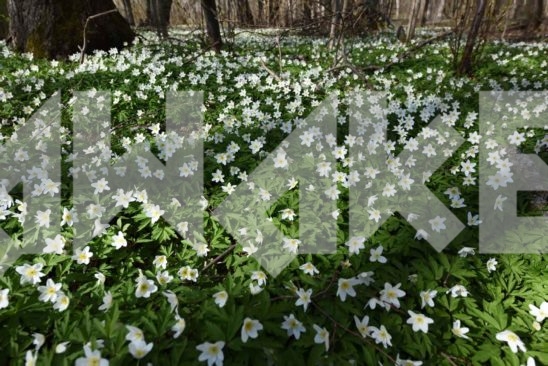Field Flowers 49