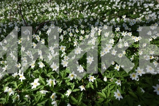 Field Flowers 50