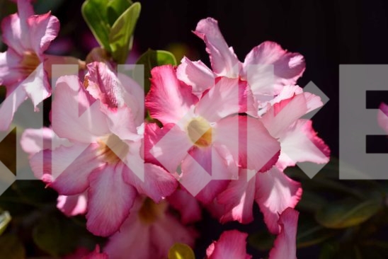 Beautiful Blossom 30 Small