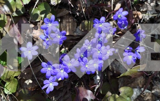 Field Flowers 54