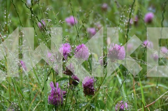 Field Flowers 55