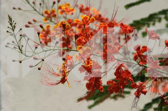 Beautiful Blossom 34 Small