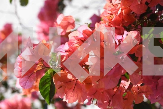 Beautiful Blossom 38