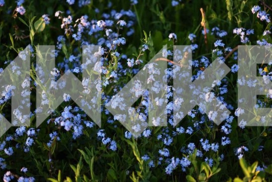 Field Flowers 58