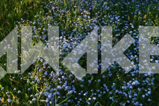 Field Flowers 59