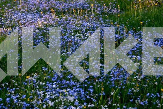 Field Flowers 60