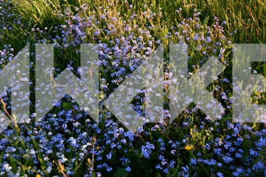 Field Flowers 61