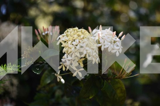 Beautiful Blossom 42 Small
