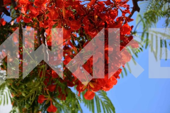 Beautiful Blossom 49