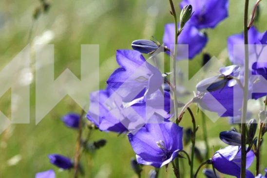 Field Flowers 63
