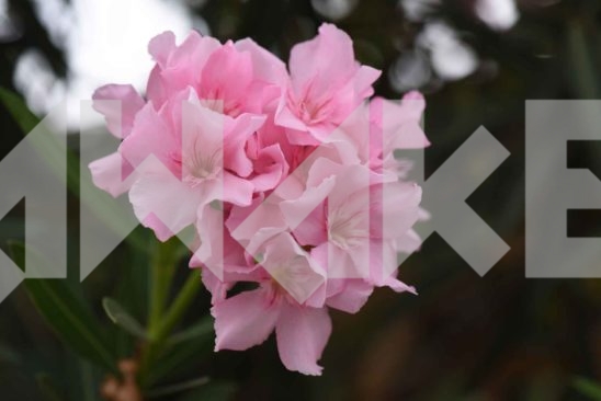 Beautiful Blossom 50