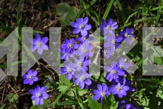 Field Flowers 65