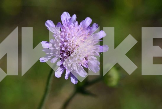 Field Flowers 66