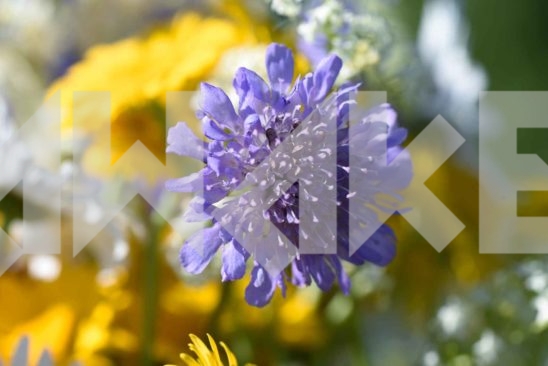 Field Flowers 67