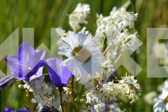 Field Flowers 68