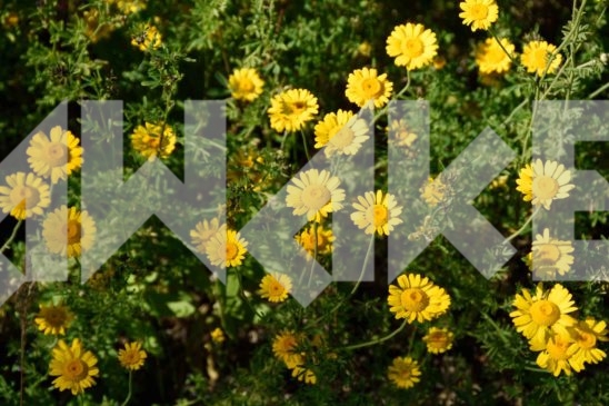 Field Flowers 69