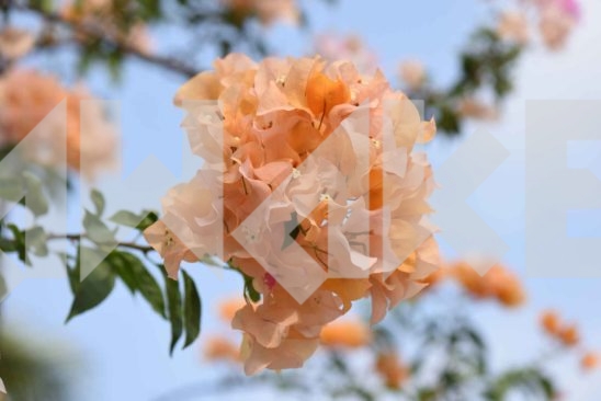 Beautiful Blossom 51