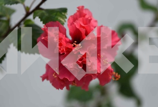 Beautiful Blossom 53