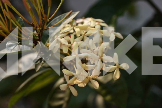 Beautiful Blossom 54