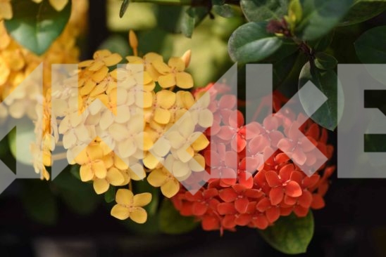 Beautiful Blossom 58
