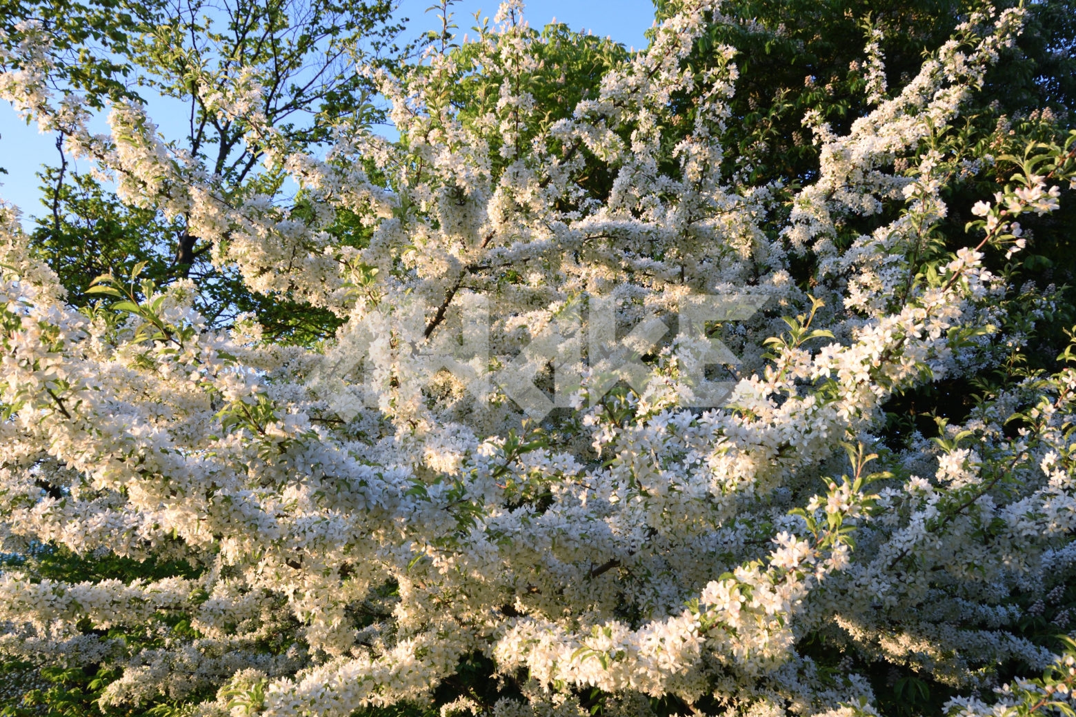 Blossoming Tree 40