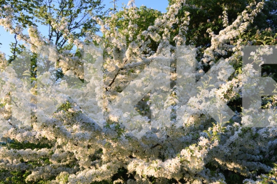Blossoming Tree 40