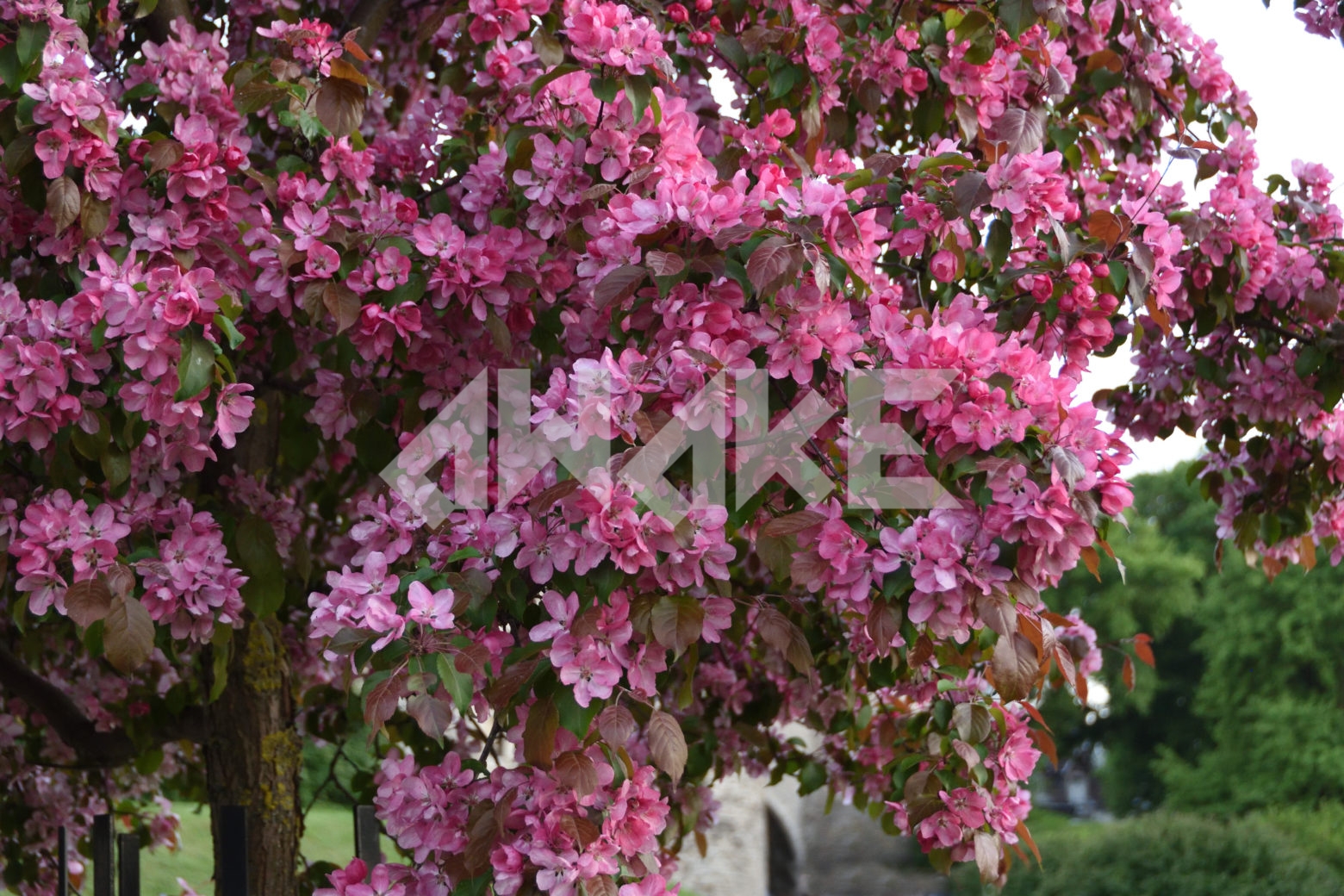 Blossoming Tree 45