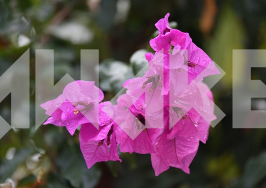 Beautiful Blossom 73